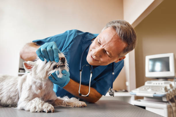Best Walk-In Emergency Dental Services in Richmond Hill, GA